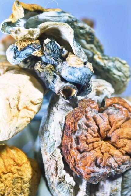 ALBINO MALABAR SHROOM